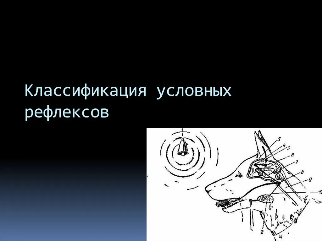 Классификация торможения условного рефлекса.. Классификация условных рефлексов. Классификация условных Рефлексо. Классификация условных рефлексов физиология.