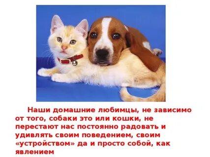 Истории про собак из жизни
