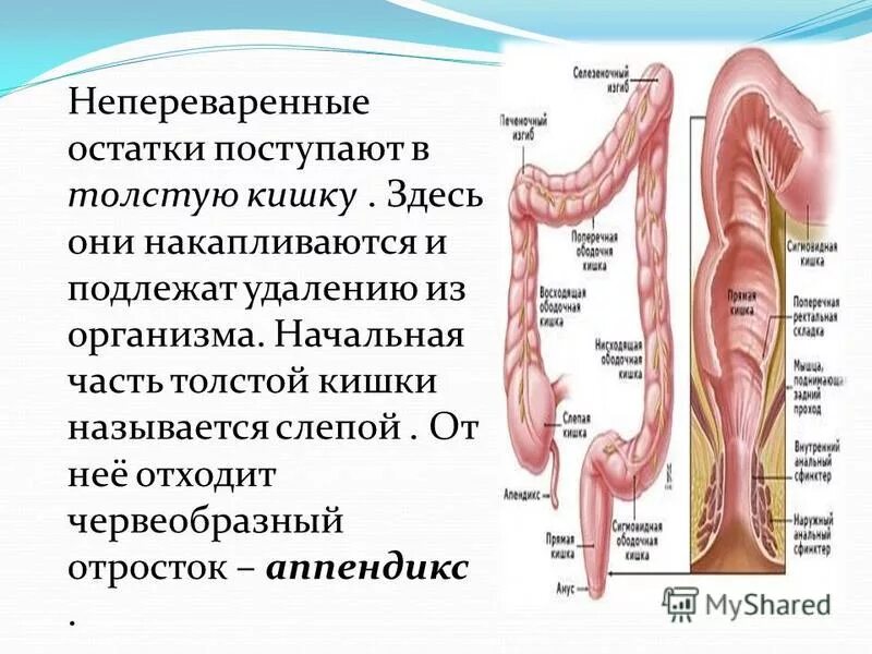 Пища непереваренная через час