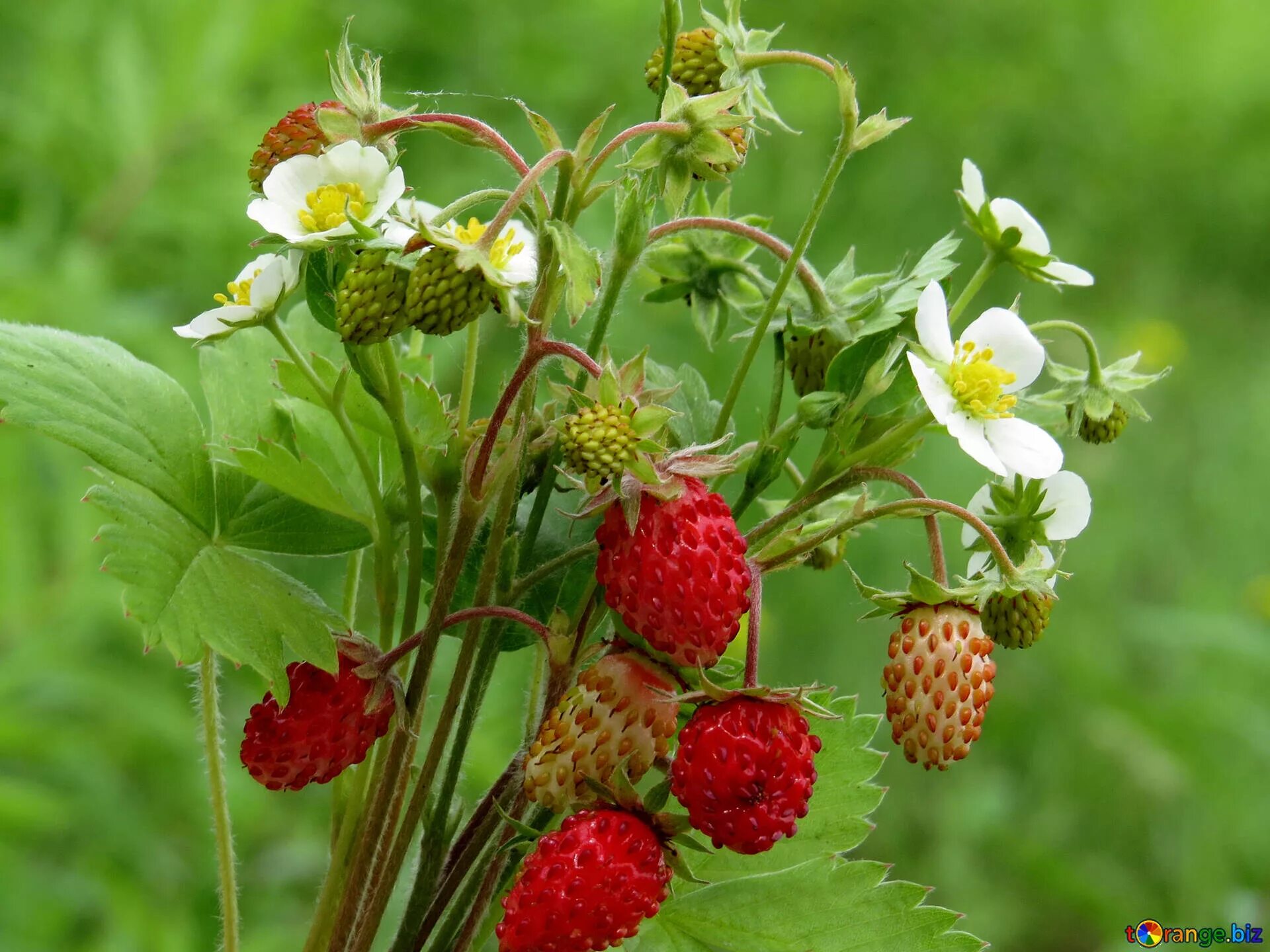 Strawberry flowers
