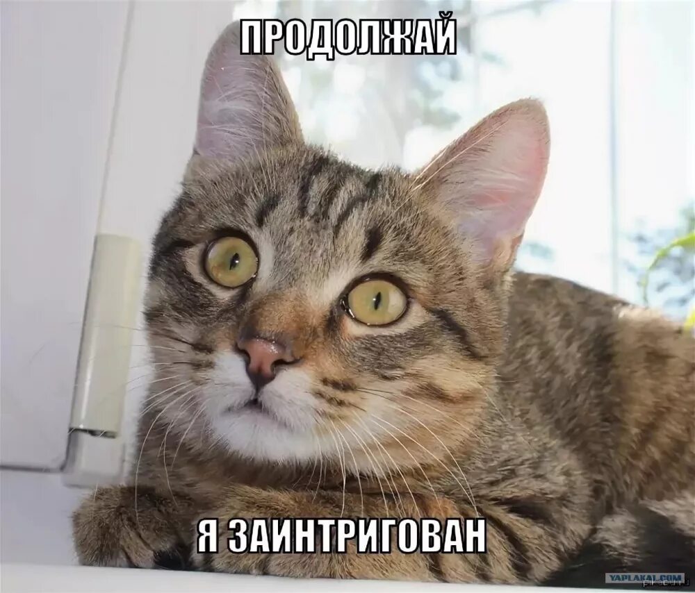 Вернись степной олень. Продолжай ты так красиво говоришь. Мем ну перестань продолжай. Продолжай прикол. Продолжать картинка.