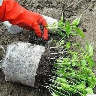 Способы посадки рассады