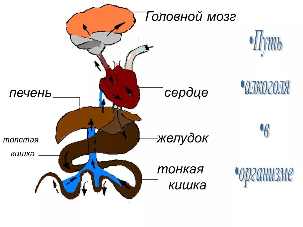 Желудок головной мозг печень