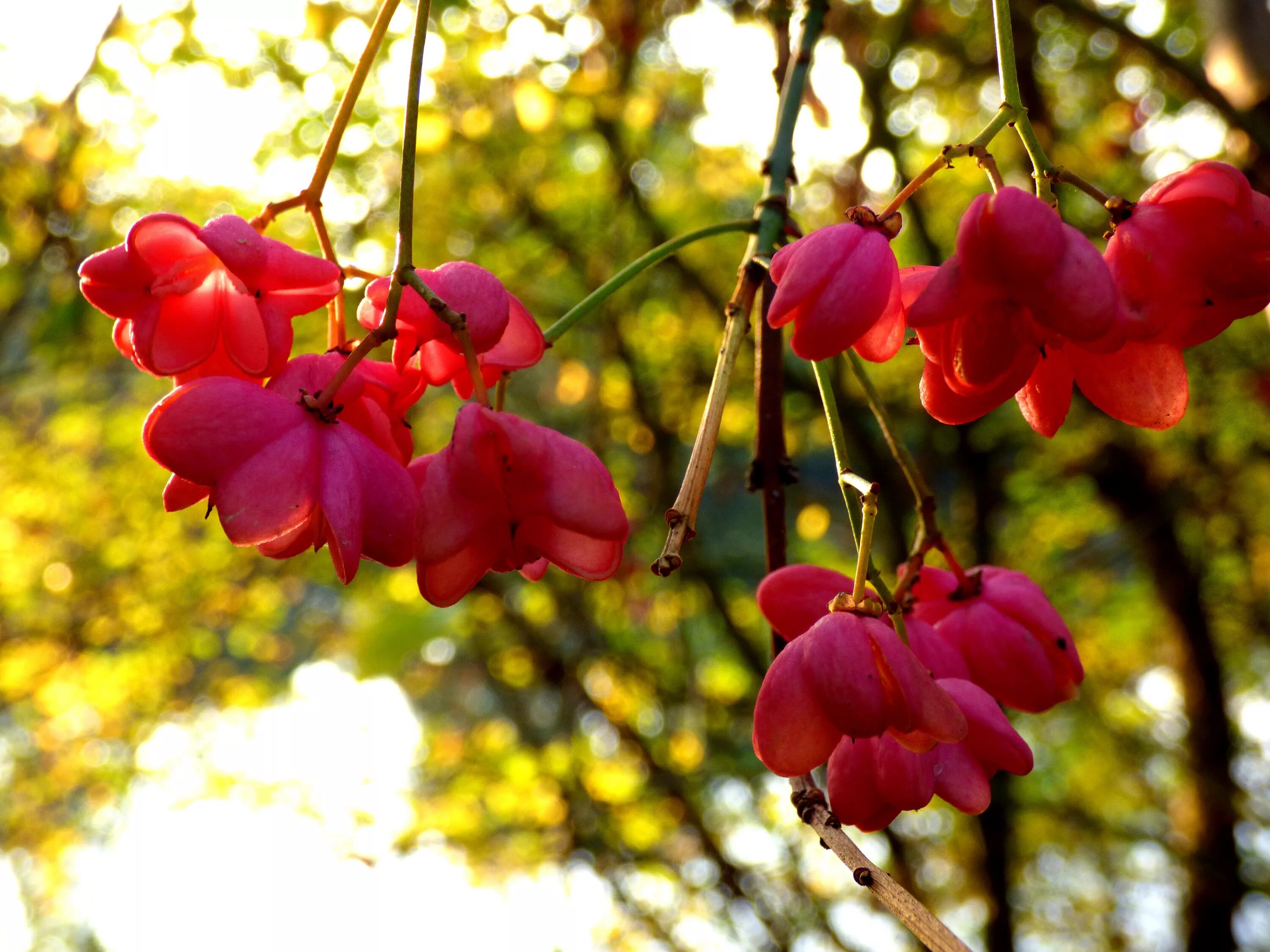 Дерево с розовыми цветами осенью. Осенние цветущие кусты. Кустарники цветущие осенью.