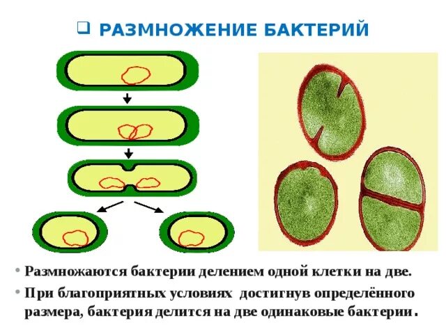 Размножение бактерий примеры. Размножение бактерий 5 класс биология. Размножение микроорганизмов почкованием. Размножение и спорообразование бактерий. Размножение бактерий почкованием схема.