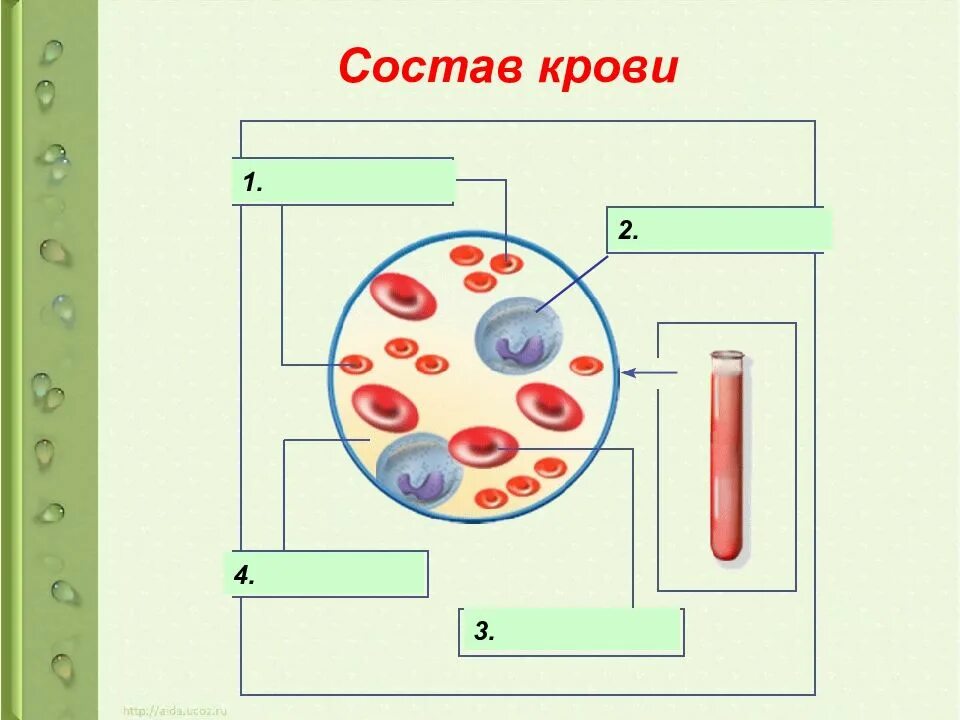 Контрольная работа по теме внутренняя среда. Состав крови человека рисунок. схема внутренняя среда организма 8 класс. состав крови задание. биология схема состава крови.