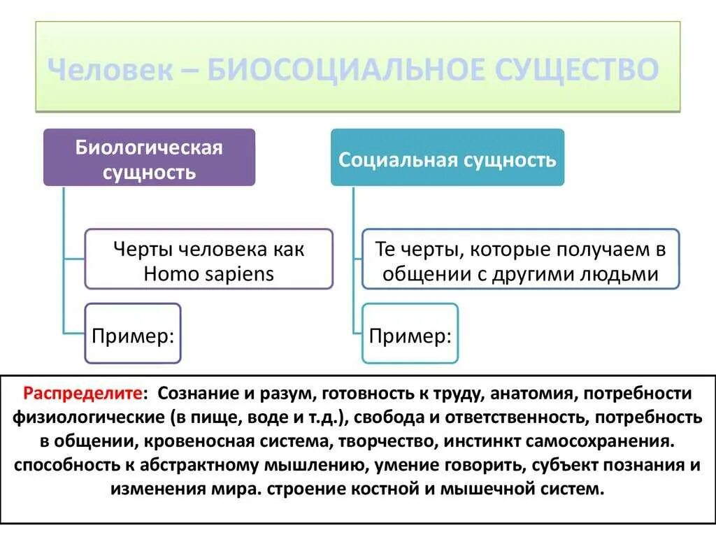 Биологическая и социальная сущность человека