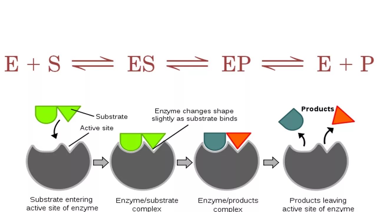 Action site. Mechanism of Action of Enzymes. Enzyme substrate. Enzyme substrate product. Enzyme шаблон.
