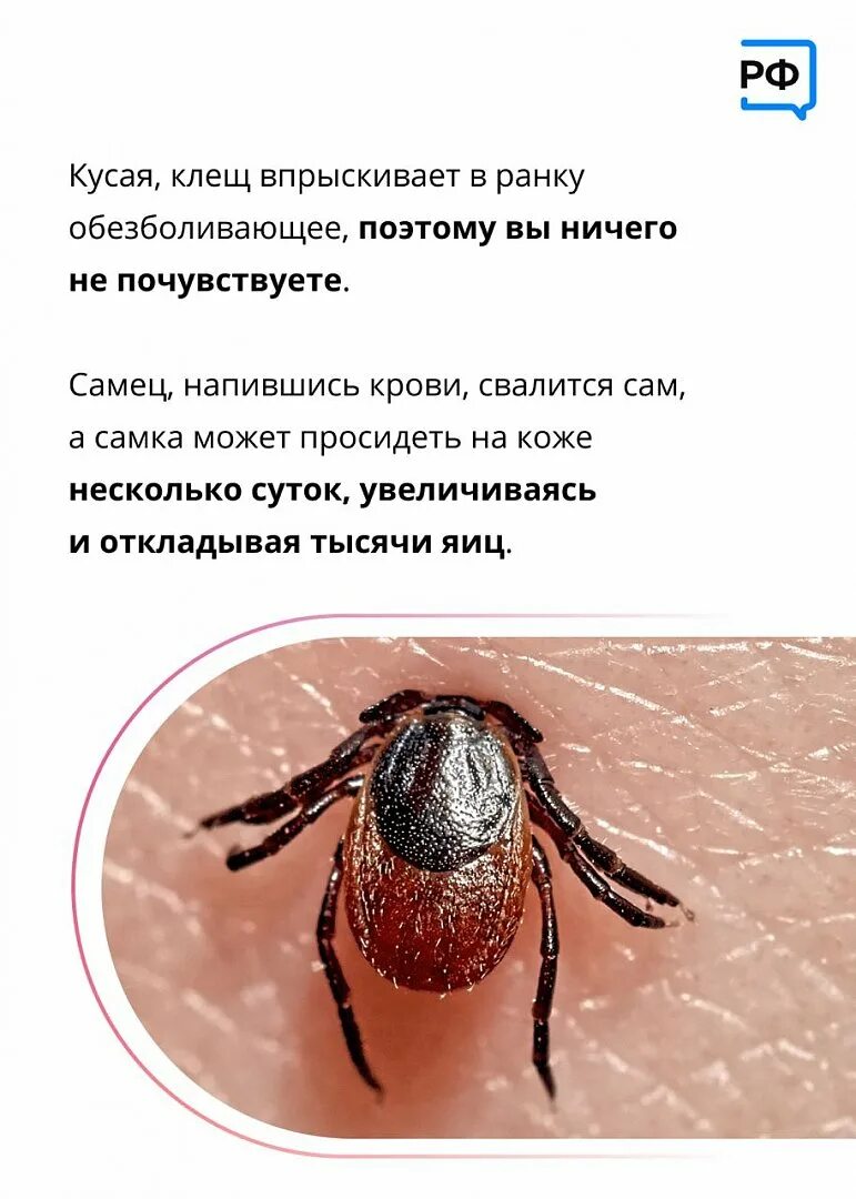 От энцефалитного клеща умирают. От энцефалитного клеща умирают