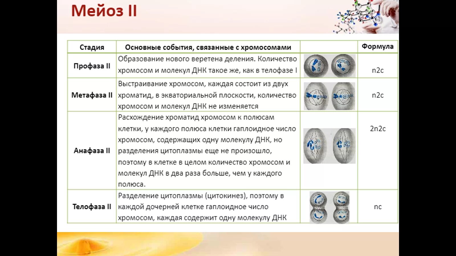 Описание процессов мейоза. Фазы и стадии мейоза 2. Мейоз фазы и процессы таблица. Фазы мейоза 1 таблица характеристика. Фазы мейоза 1 и 2 таблица.