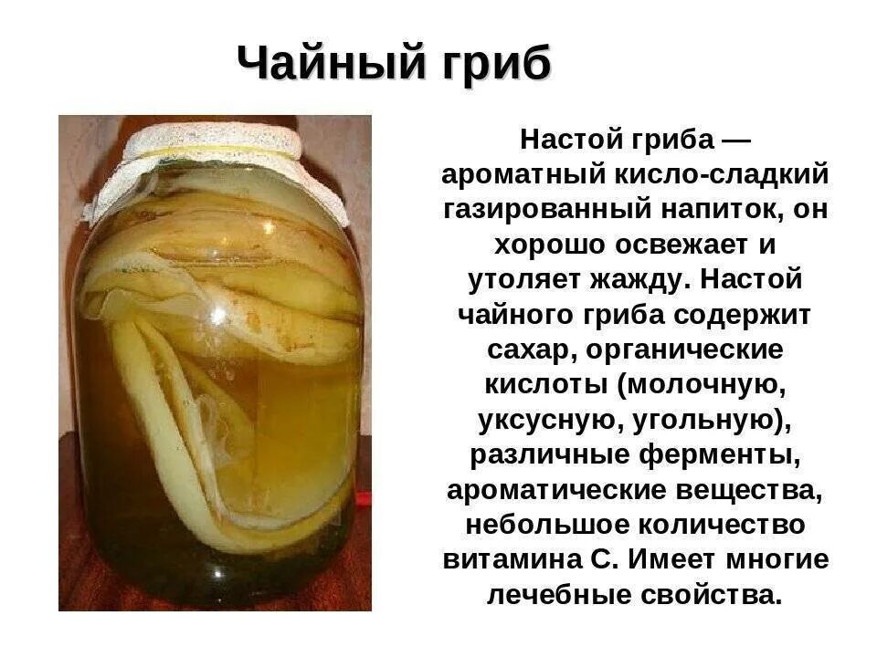 Чайный гриб польза и вред кому. Чайный гриб польза и вред кому. Чем полезен чайный гриб. Чайный гриб полезные. Чайный гриб.