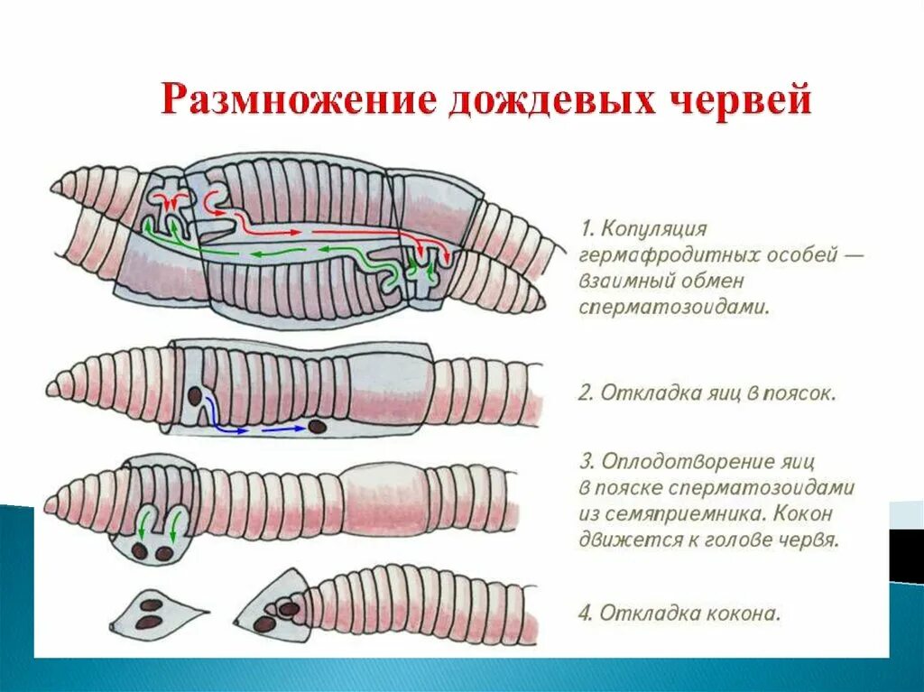 Кольчатые черви половая. Тип кольчатые черви строение. Передвижение червя дождевого червя. Строение червя. Размножение дождевого червя.