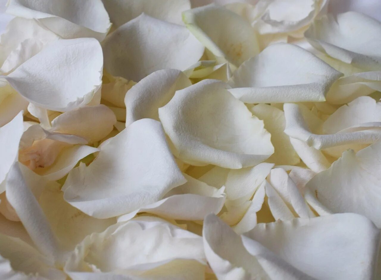 Лепестками белых роз. Белые лепестки. Лепестки белых цветов. Лепестки из белых роз. Лепестки белых роз на столе.