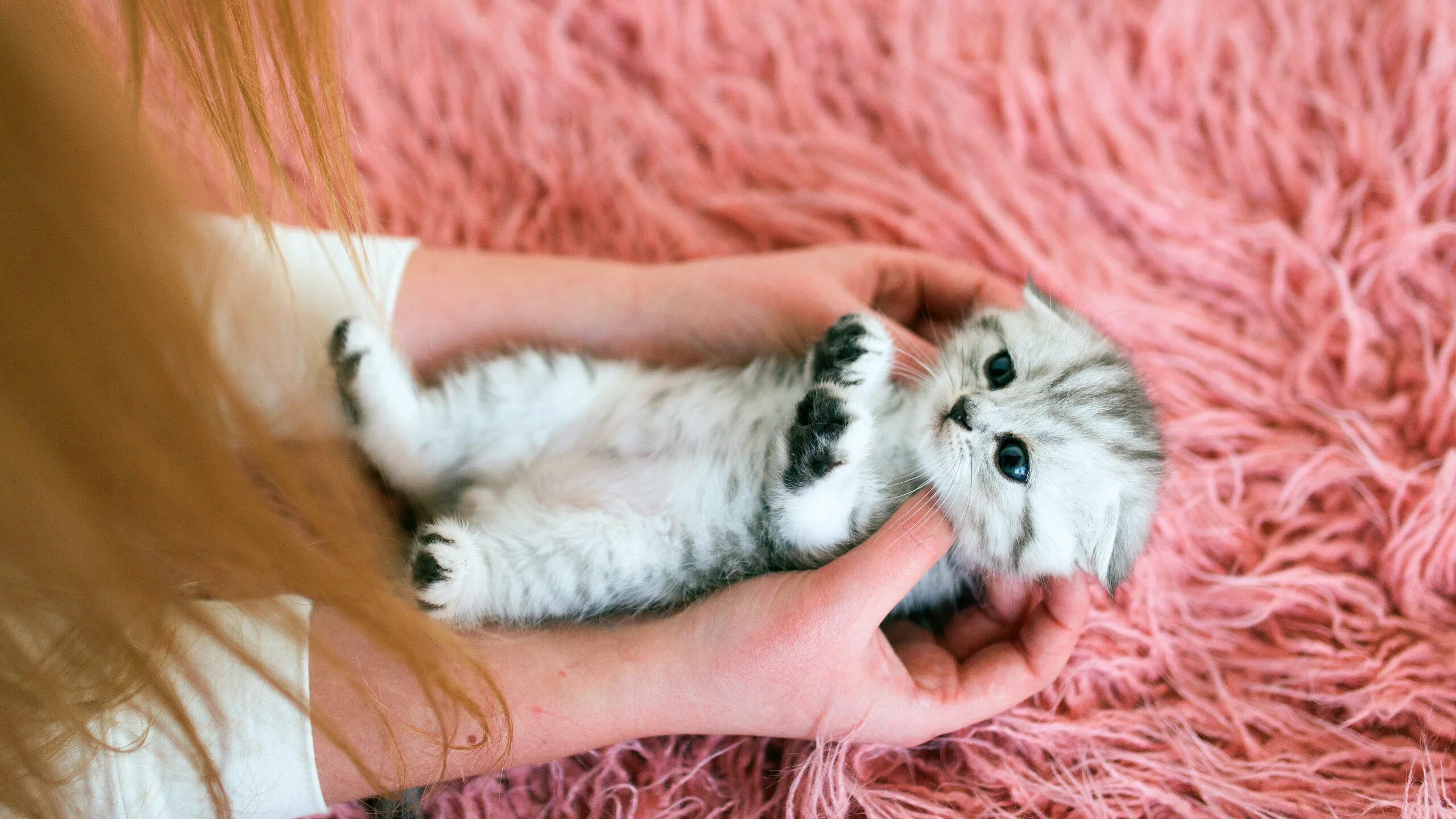 Фото на аву кошки. Милые кошки. Красивые котята. Маленькие котята пушистые. Миленькие котята.