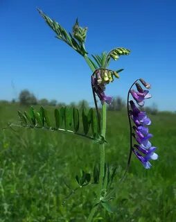Plant wiki