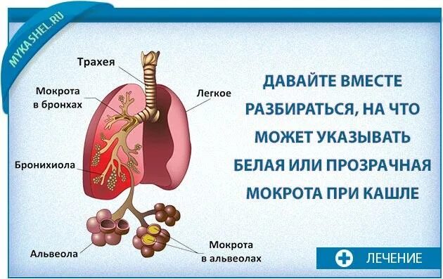 Слизь в лёгких и бронхах. Что делают легкие при кашле