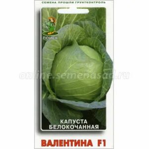 Поздние сорта капусты для квашения