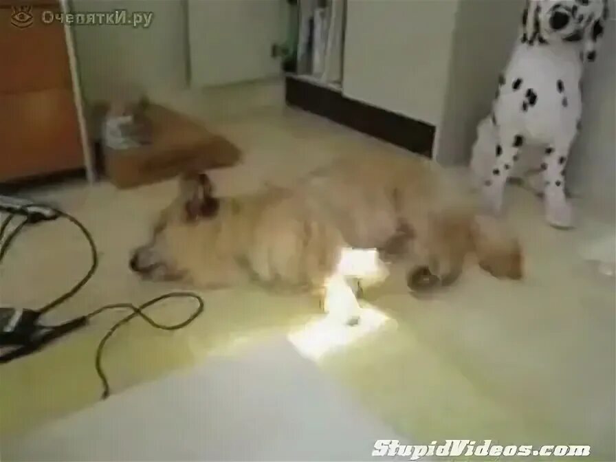 Собака во сне дергает лапами. Собака во сне дергает лапами. Бульдог спит с игрушкой. Французский бульдог спит. Сонные собачки гиф.