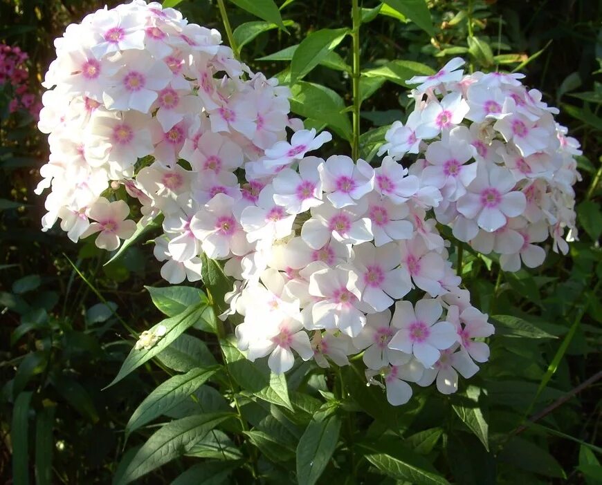 Флокс Phlox Europa. Флокс метельчатый Европа. Флокс paniculata Europa. Флокс метельчатый Европа Phlox paniculata Europa. Флокс европа