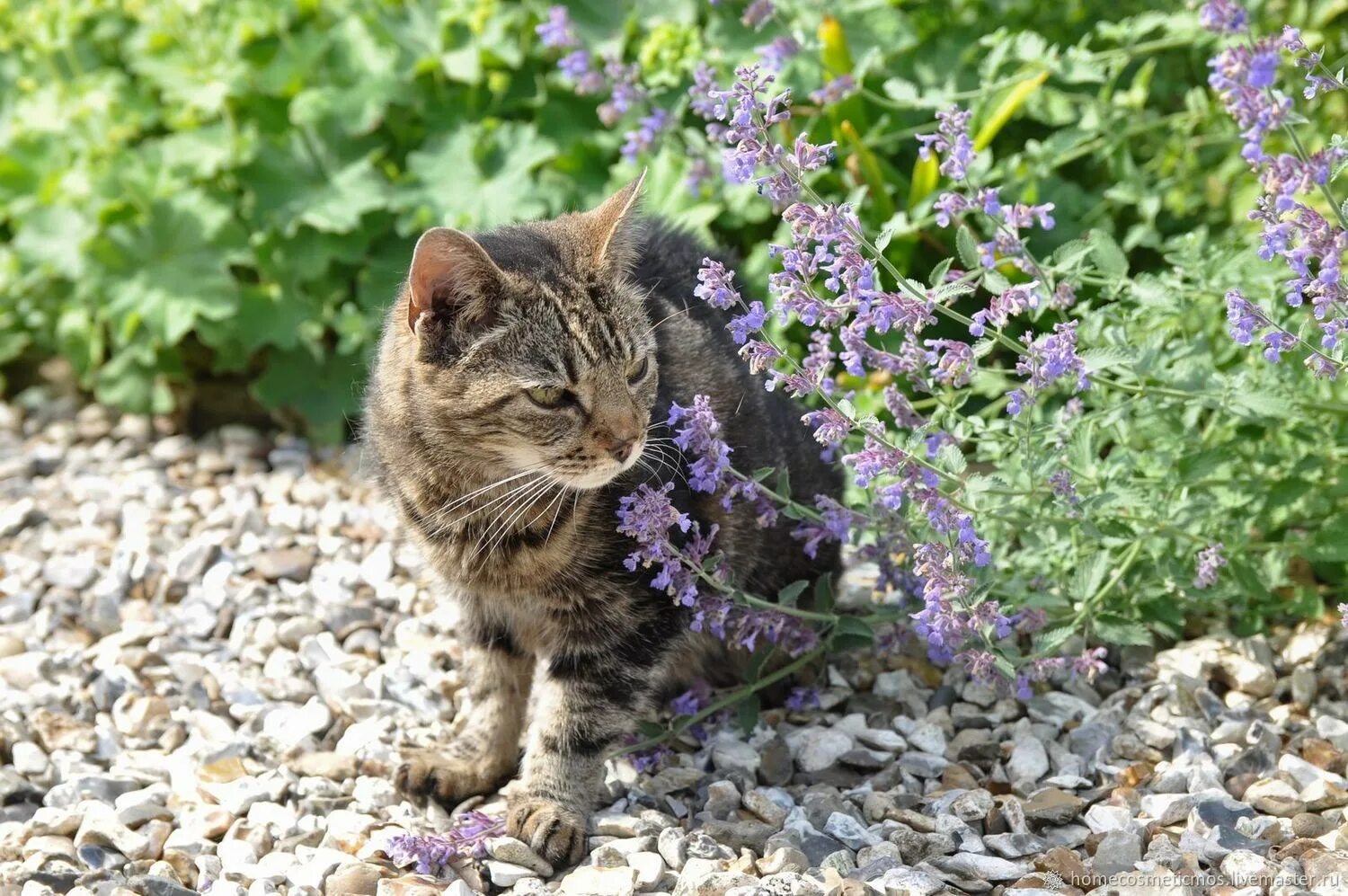 Сколько давать кошачью мяту