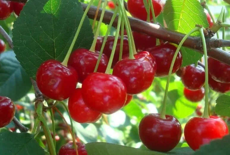Дикая вишня. Таня реймонд дикая вишня. Чай дикая вишня. Дикая черешня. Дикие вишни магазин.