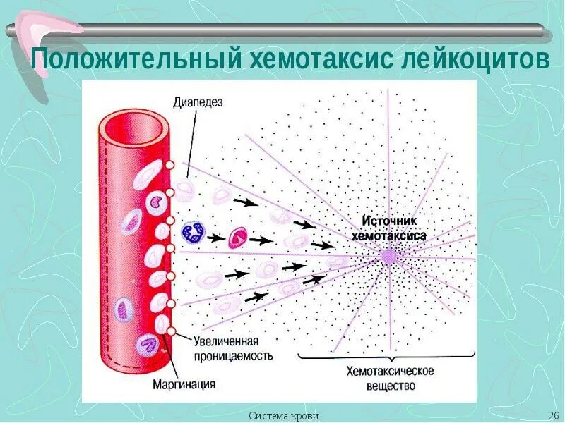 Две системы мышления. Синергизм и антагонизм лекарственных веществ. Эффект двух систем. Сила система сил. Сила система сил.