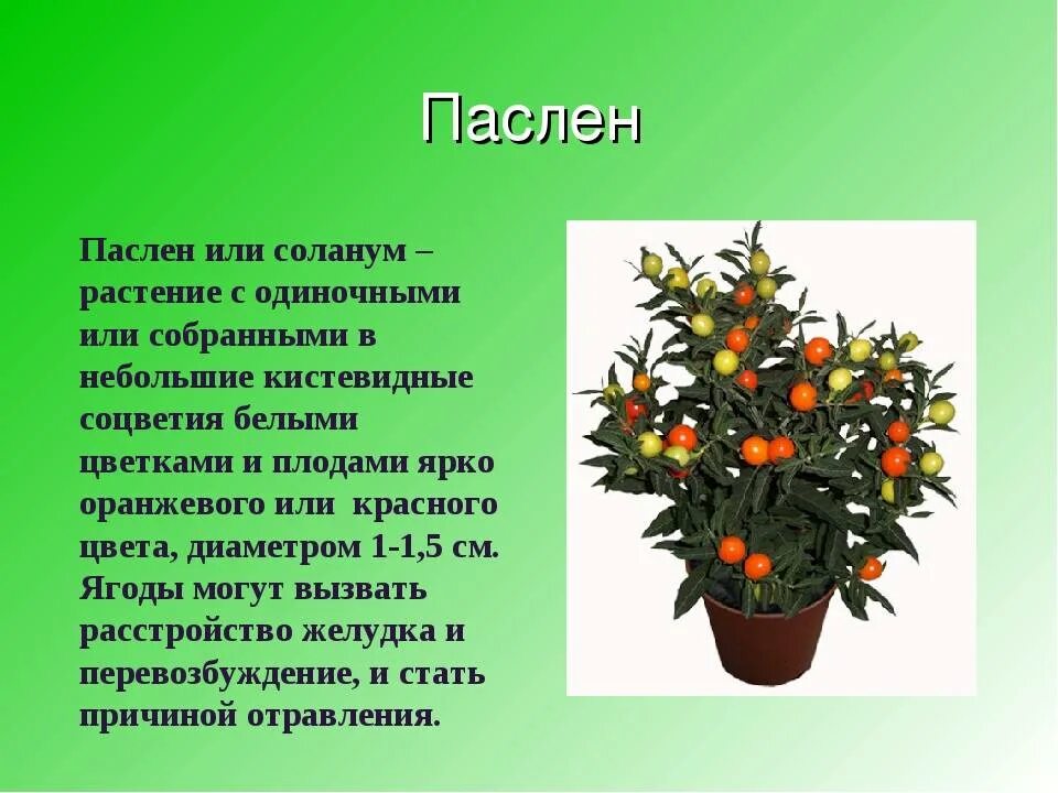 Фото и описание уход. Соланум паслен цветок. Паслен ложноперечный ядовит. Паслен Соланум ядовитый. Солянум паслен цветы.