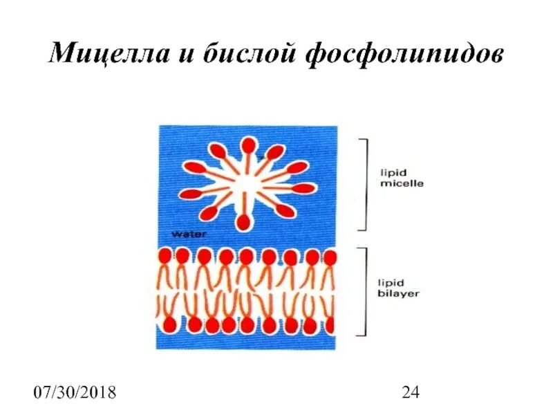 Мицелла это. Мицелла. фосфолипидная мицелла. фосфолипидный бислой. бислой фосфолипидов.