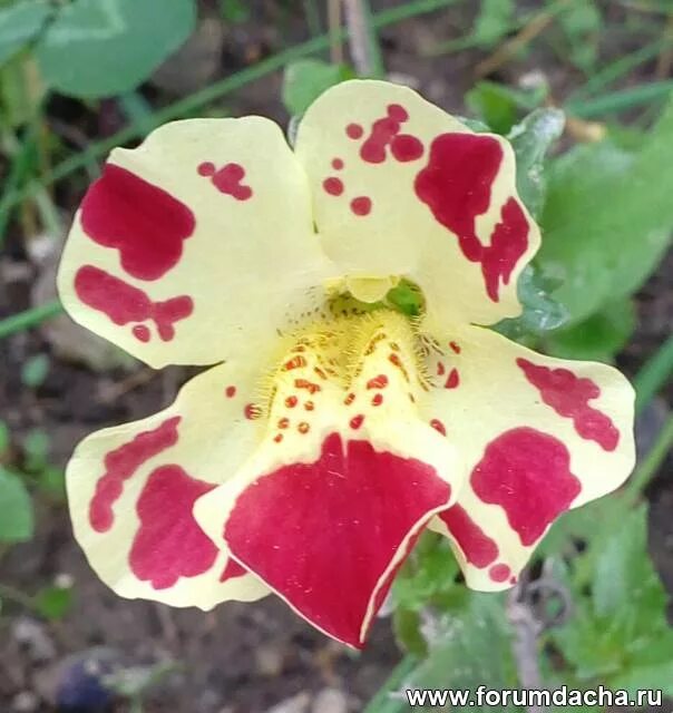 мимулюс выращивание из семян. мимулюс цветок. мимулюс мэджик. мимулюс гибридный. мимулюс выращивание из семян.