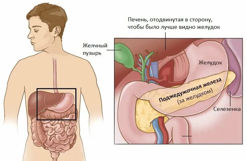 Печень где находится с какой. Поджелудочная расположение. Поджелудочная железа где находится. Где находитьсяподжелудочнач. Желудок и поджелудочная железа расположение.