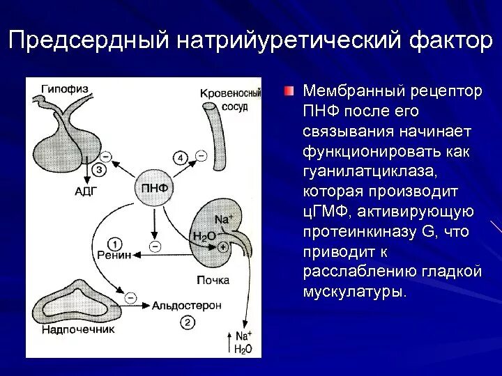 Пептид 32 мозга натрийуретический что это значит. Схема действия натрийуретического гормона. Предсердный натрийуретический пептид механизм действия. Натрийуретический пептид схема. Механизм действия натрийуретического гормона.