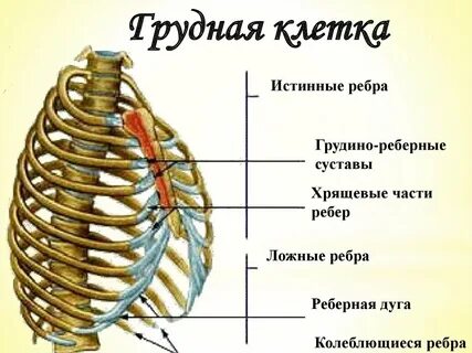 Где находится грудина у женщин
