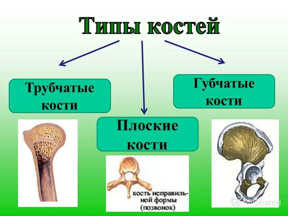 Где находятся губчатые кости. Кости по строению губчатые трубчатые. типы костей трубчатые губчатые плоские. типы костей плоские трубчатые губчатые рисунки. типы костей: трубчатая, смешанная, губчатая, плоская.