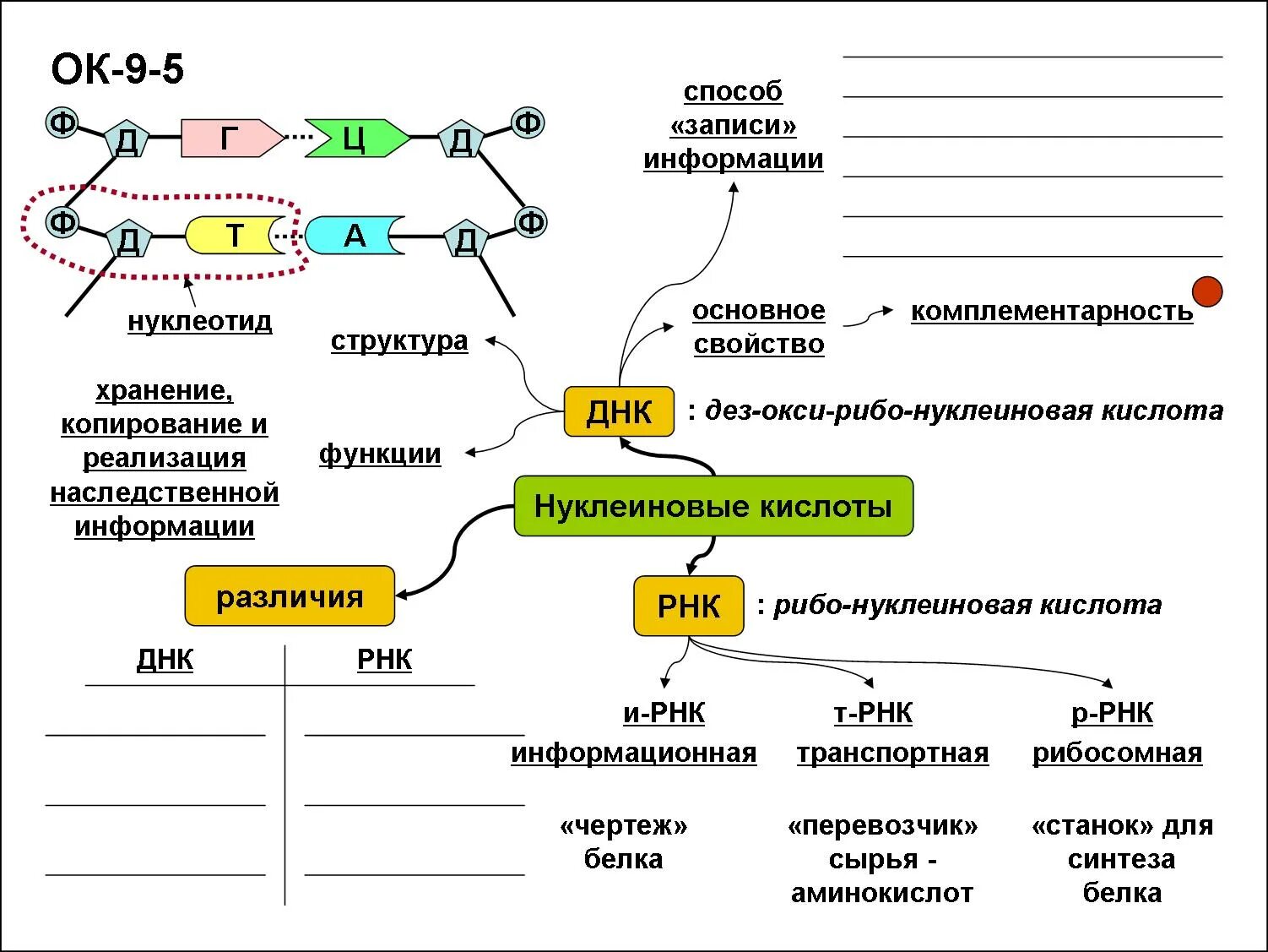 Нклинлве кислоты схема. Реализация наследственной информации задачи по биологии 10 класс. Схематическое строение нуклеиновых кислот. Схема строения нуклеиновых кислот. Взаимосвязь биосинтеза белка и дыхания