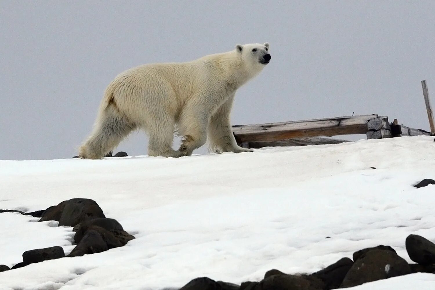 земля франца иосифа. земля белых медведей. земля белых медведей. белушья губа новая земля. белый медведь чукотско-аляскинская популяция.
