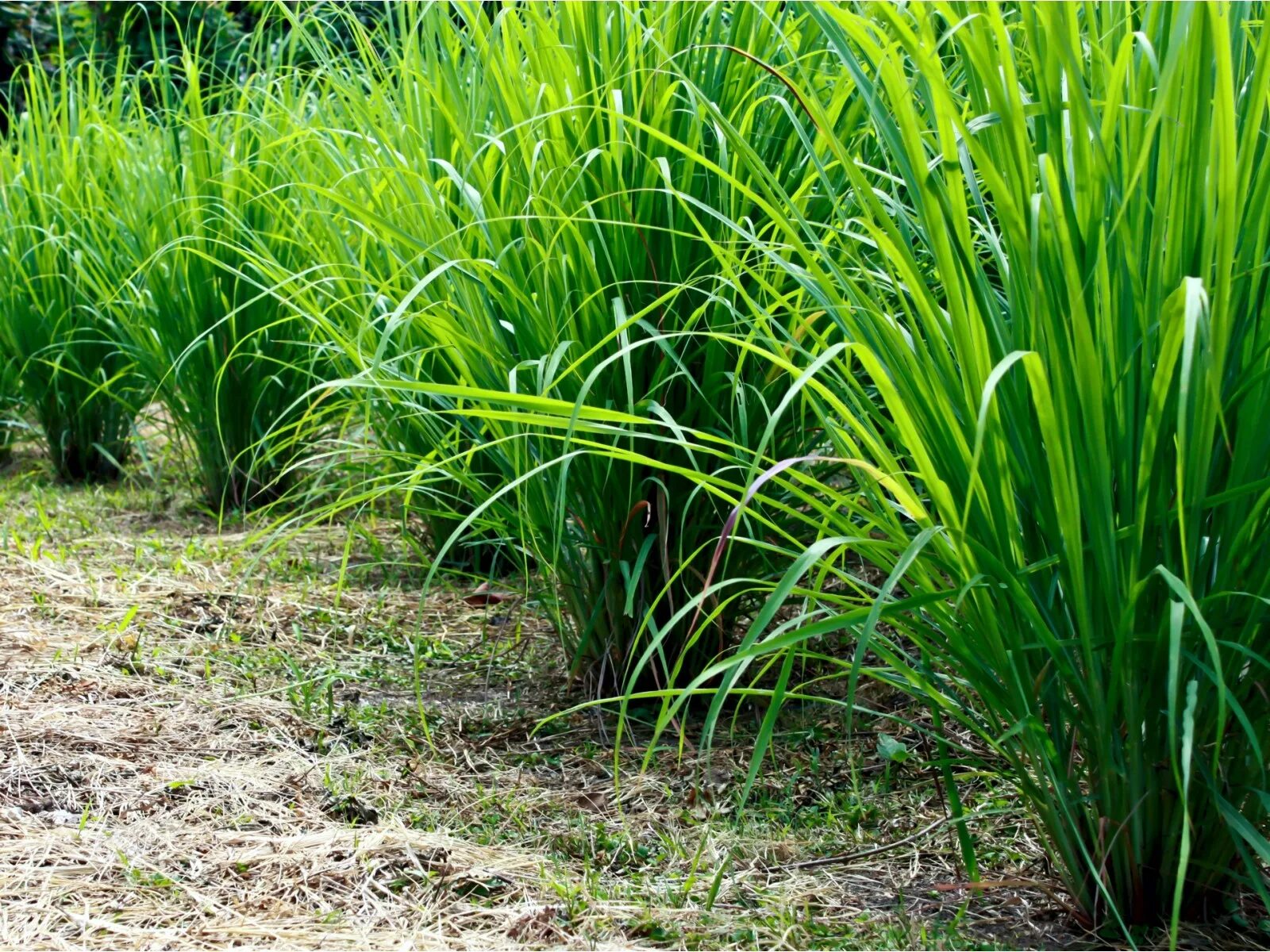 Cymbopogon citratus. Цимбопогон лимонная трава. Лемонграсс куст. Лемонграсс растение. Цимбопогон