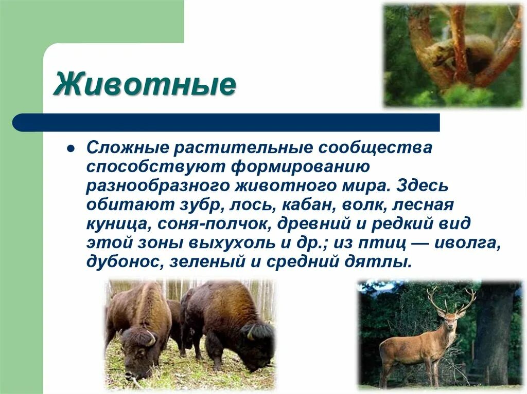 Какие животные в зоне широколиственных лесов. Животный мир смешанных и широколиственных лесов в России. Зона широколиственных лесов животный мир. Животные и растения смешанных и широколиственных лесов России. Растительный и животный мир широколиственный лес.