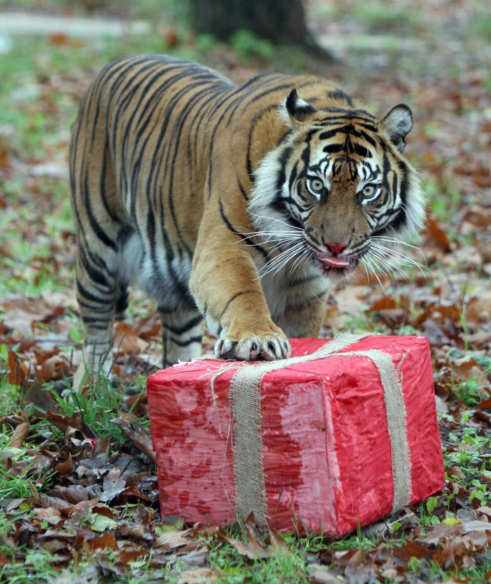 Тигр. Тигрица. С днем рождения тигр. Смешной тигр.