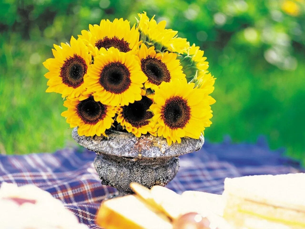 Гибрид подсолнечника лимагрейн. Огромный подсолнух. Мегасан семена подсолнечника. С днём рождения подсолнухи. Рождение подсолнуха.