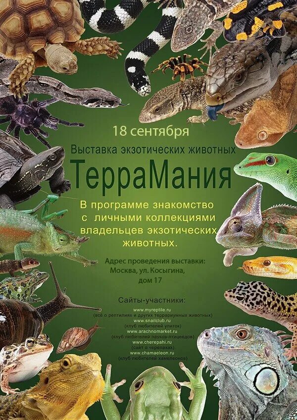 Выставка экзотических животных. Выставка экзотических животных. Выставка экзотических животных афиша. Выставка экзотических животных. Город шуя выставка экзотических животных.