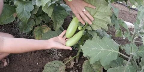Когда садить баклажаны на рассаду в сибири