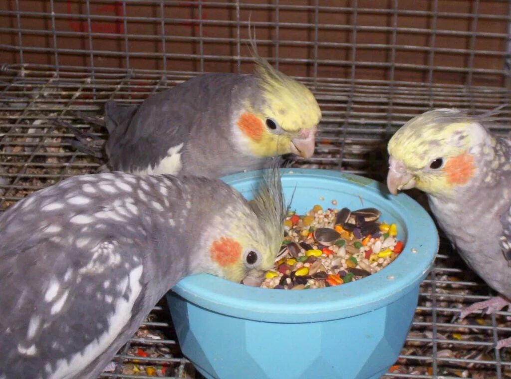 Что едят попугаи в домашних условиях. Попугай корелла. Домашний попугай корелла. Корма для попугаев корелла. Попугай корелла питание.