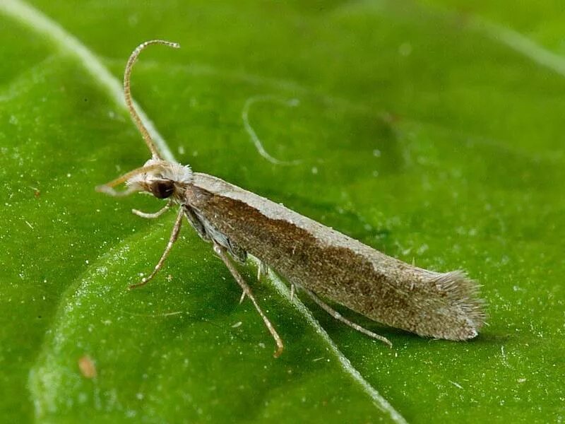 Plutella maculipennis. Гусеница капустной моли. Капустная моль Plutella maculipennis Curt. Личинка капустной моли. Капустная моль