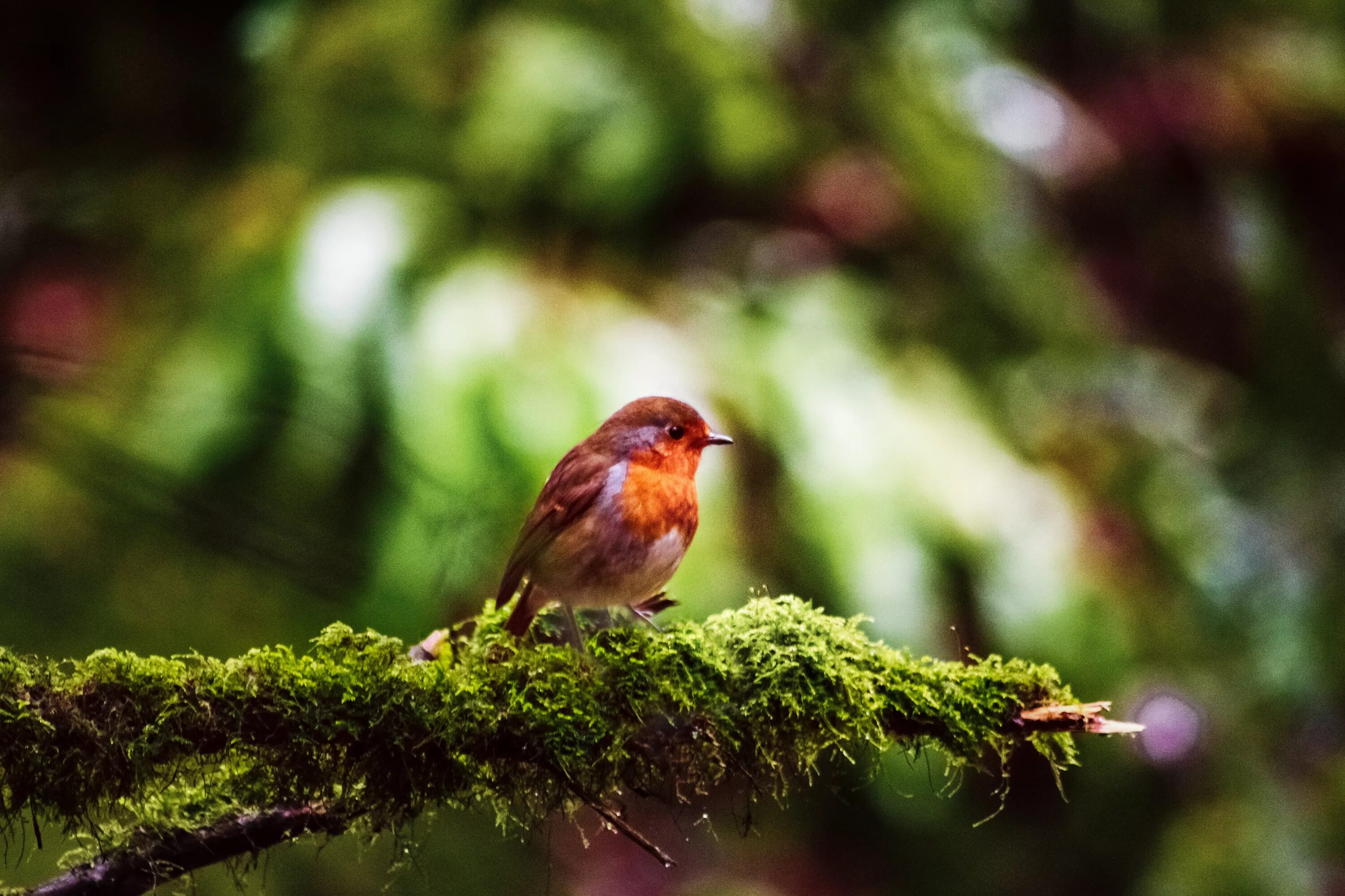 Музыка природа лес птицы