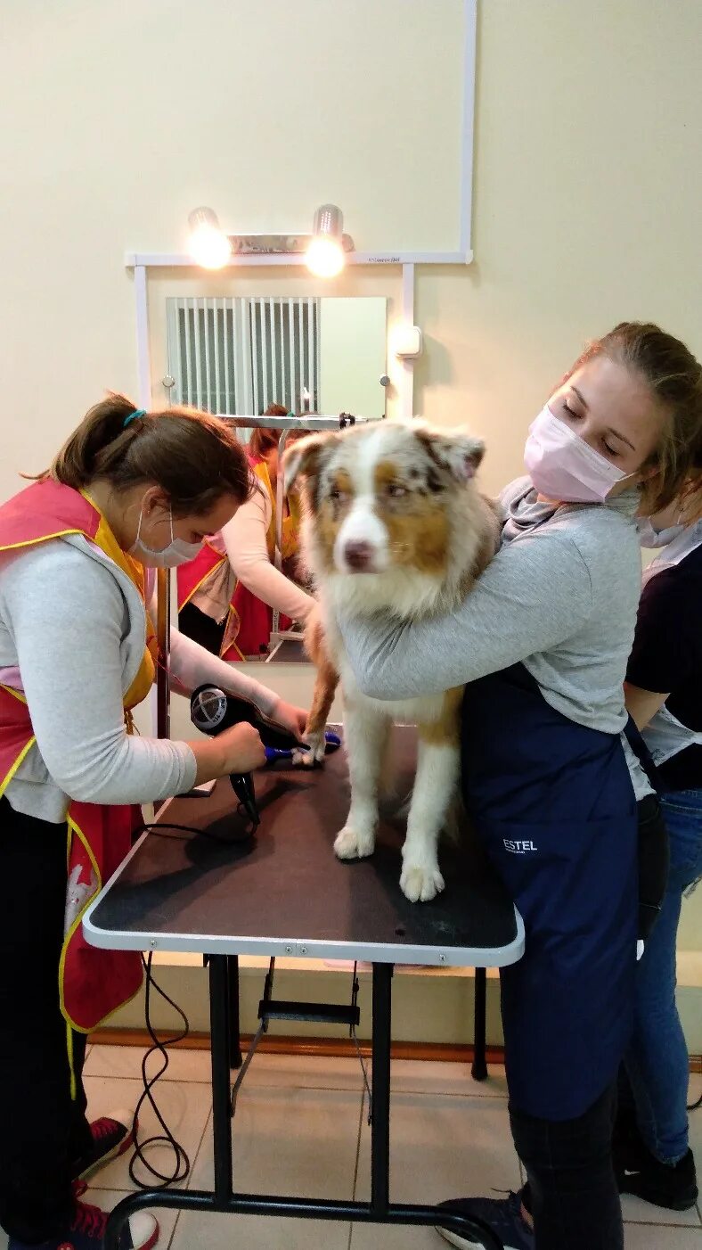 Ольга калашникова школа груминга. Курсы грумера спб. Учеба на грумера. Курсы грумера спб. Курсы грумера.