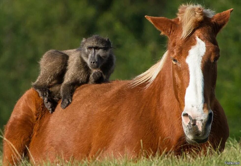 Мужчина лошадь и обезьяна. Обезьяна на лошади. Веселый конь. Покажи лошадей. Лошадка и обезьянка.