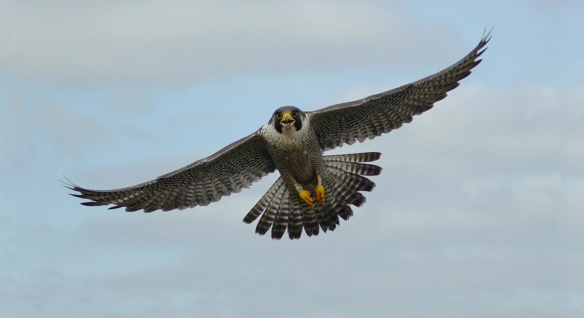 гнездо сокола сапсана. гибрид балобан сапсан. сокол сапсан в тундре. сапсан птица. сокол сапсан птица.