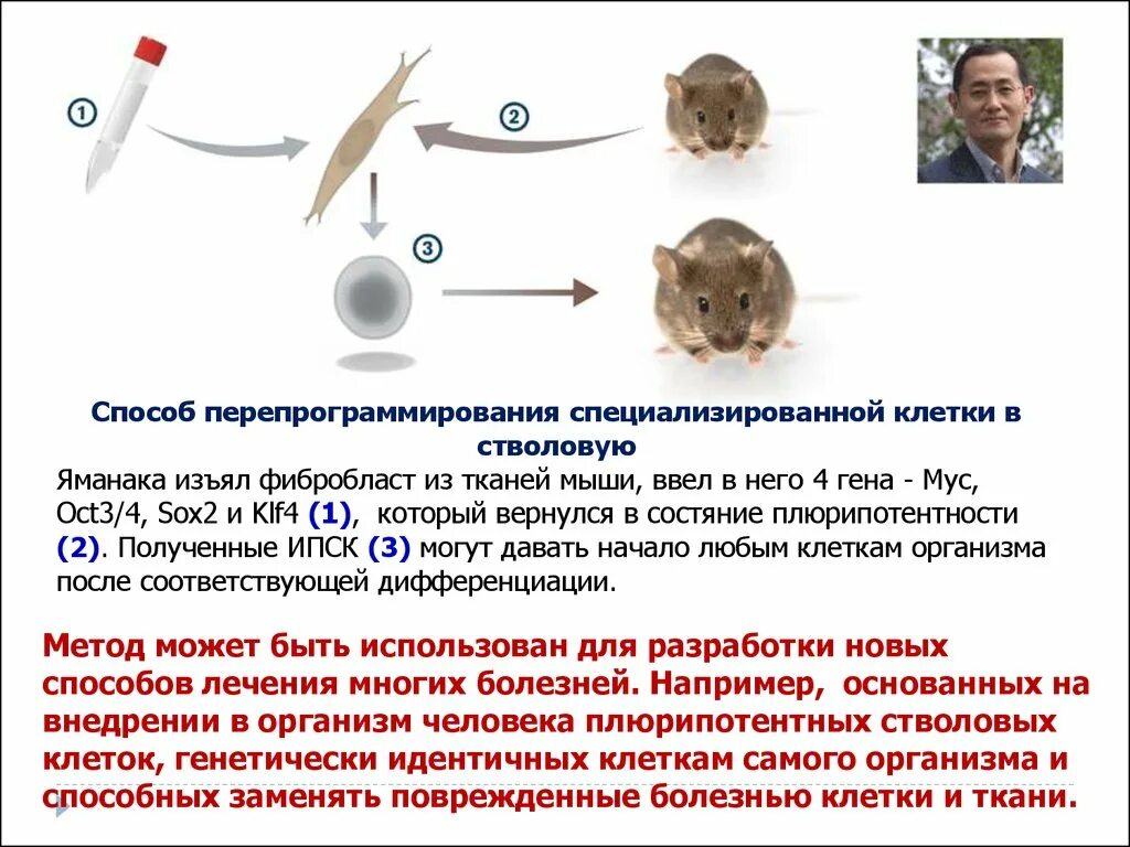 Состоит из неспециализированных клеток. Перепрограммирование клеток. неспециализированные клетки. клетки яманаки. перепрограммирование биология.