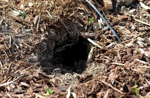 Trap hole