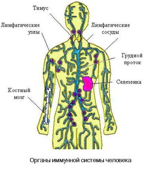 Где находится иммунитет. Лимфатическую систему и органы иммунной системы. тимус лимфатическая система. лимфатическая система человека иммунитет. иммунная система человека схема.